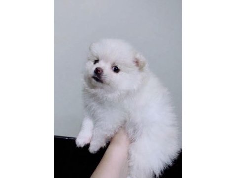 Pomeranian dişi bebeklerim