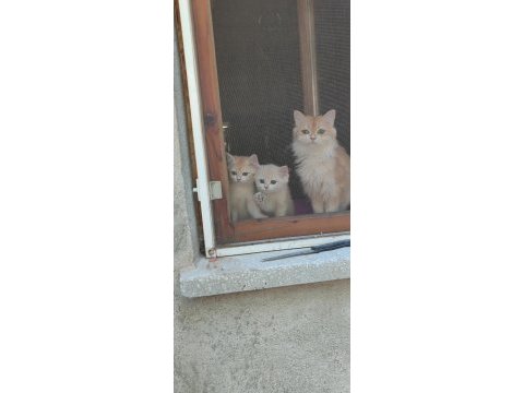 Bri golden bir dışı iki erkek