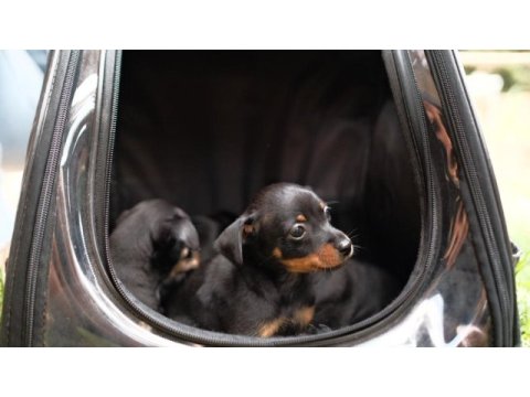 Minyatür pinscher