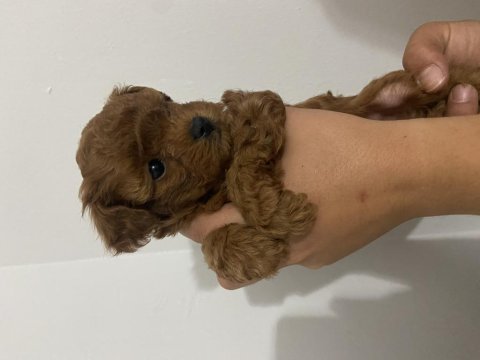 Has birinci kalite toy poodle