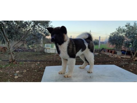 Mükemmel anotomide erkek amerikan akita yavrumuz