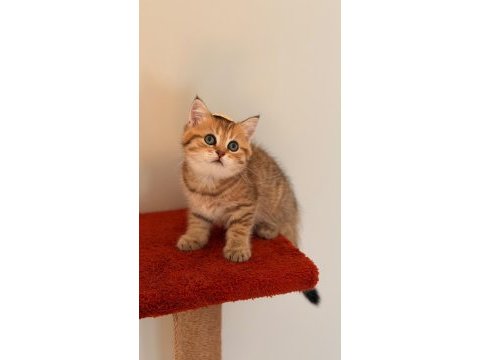 Black golden ticket british shorthair