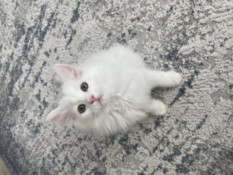 British longhair
