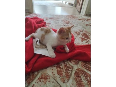 Tekir kedimi sahiplendirmek istiyorum