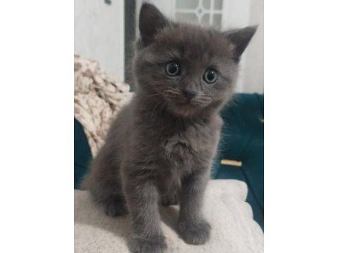 2 aylık 2 dişi ve 1 erkek british shorthair yavrular