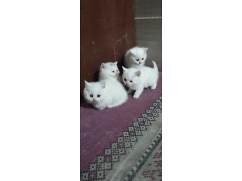 2 aylık british shorthair yavrular