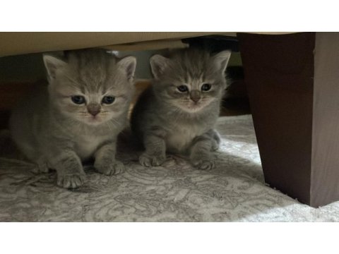 Sevimli yavrular scottish fold