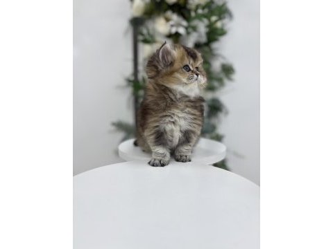 Black golden yakışıklı british longhair