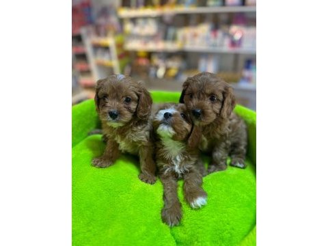 Orjinal hipoalerjenik teacup maltipoo