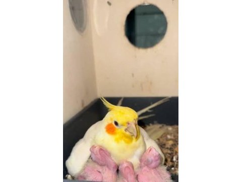 Uyguna sultan papağanı takım