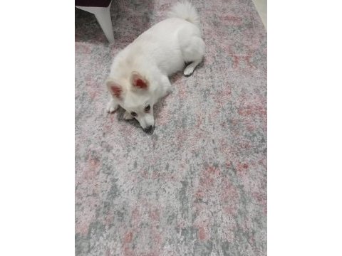 Oyuncu spitz kızımız