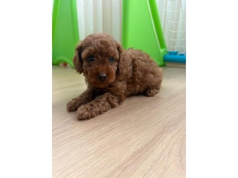 Son dişi yavru 50 günlük poodle