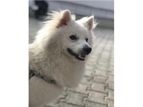 Pomeranian spitz