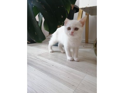 British shorthair bebekler