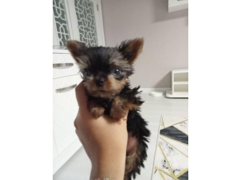 3 aylık teacup yorkshire terrier