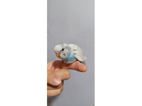 Renk güzeli erkek muhabbet kuşu bebek