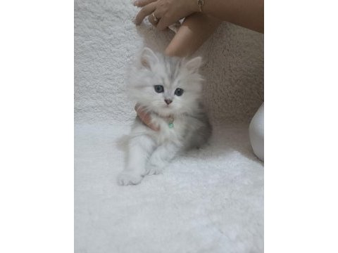 British longhair kedimi sahiplendireceğim