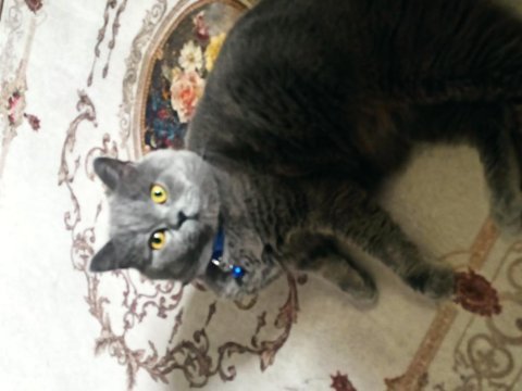 British longhair kedimiz kendine sıcak bir yuva arıyor