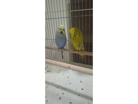 Jumbo takımlar kuşlar