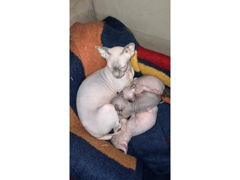 Safkan kanada sfenks yavruları