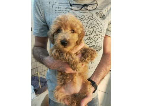 2 aylık poodle yavrularımız ailelerini arıyor