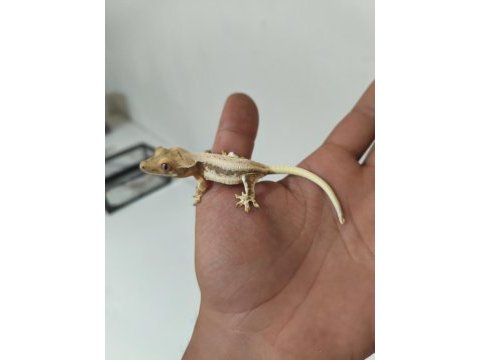 Crested gecko türleri