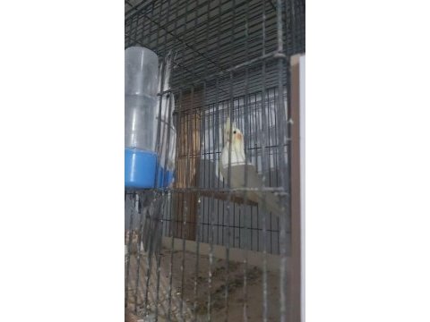 Sultan papaganı yavru kızma çift japones muhabbet kuşu