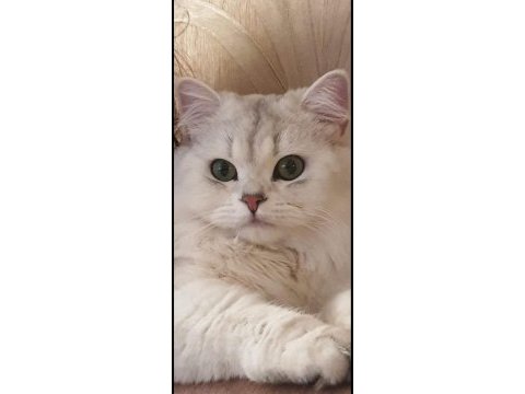 British longhair yavruma huzurlu bir yuva arıyorum