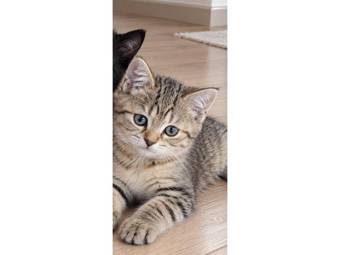 British shothair silver tabby cocolate