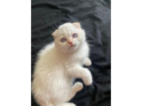 Scottish fold 3 aylık tüm aşıları tamdır