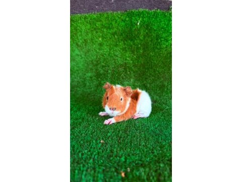 Sevimli guinea pigler için ulaşın