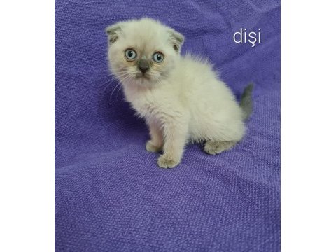 2 aylık bu sevimli scottish fold