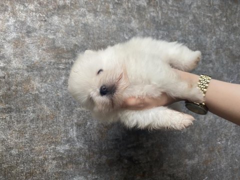 Pomeranian boo yavruları