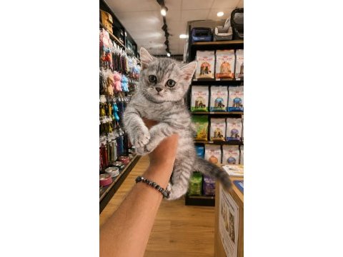 British shorthair silver 2,5 aylık yavru