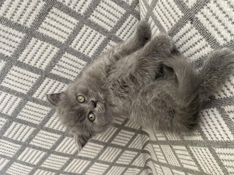 British shorthair kedimiz
