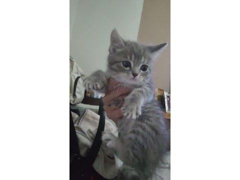 Scottish fold bebiş kediler
