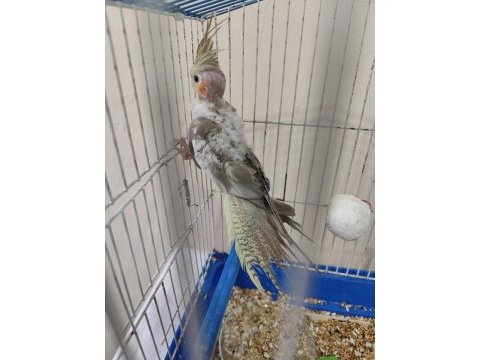 Yavru sultan papağanı satışımız mevcut yeni yeme düştü