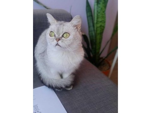 British shorthair dişi 7 aylık