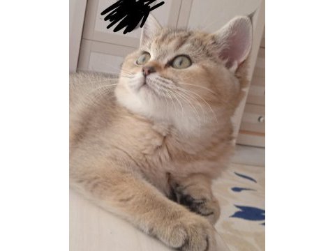 British shorthair golden shaded dişi