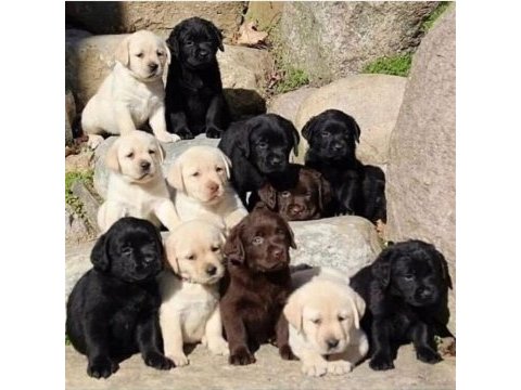Çikolata ve beyaz renk labrador yavruları 