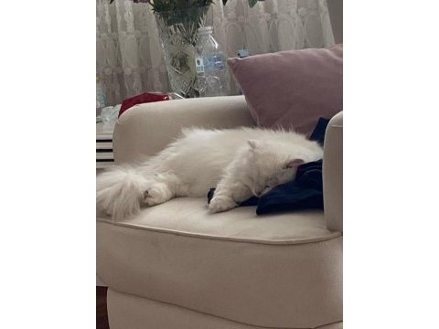 1 yaşındaki kedimize acil erkek eş aramaktayız