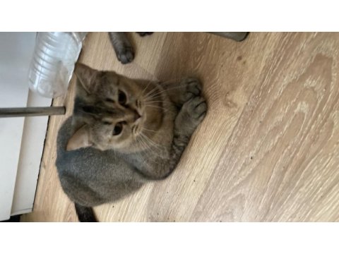 British shorthair kedilerim sahiplendirilecektir