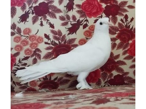 Sağlam beyaz hazır takım garantili böylesi denk gelmez