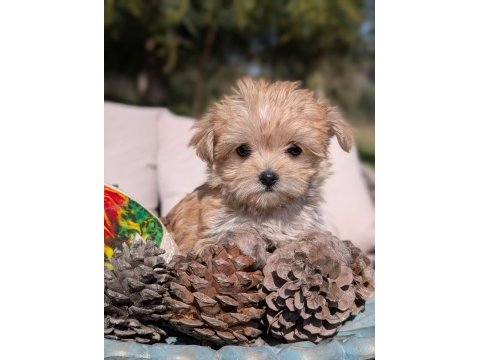 Teacup morkie yavrular
