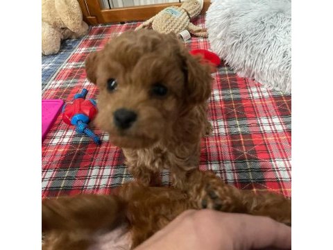 Aile ortamından toy poodle yavrusu