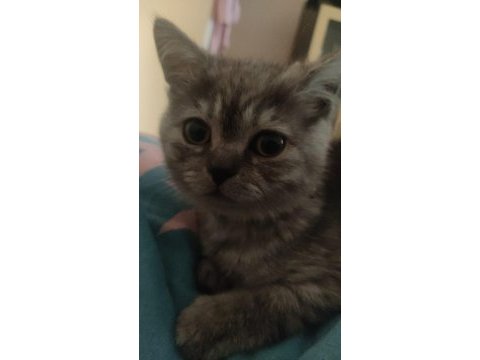 British shorthair