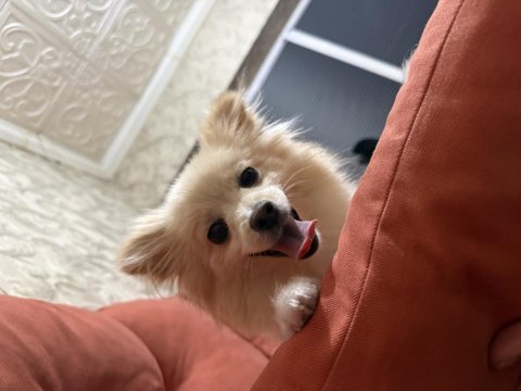 11 aylık dişi pomeranian