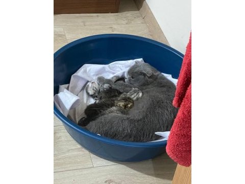 Yeni doğmuş scottish fold dişi ve erkek