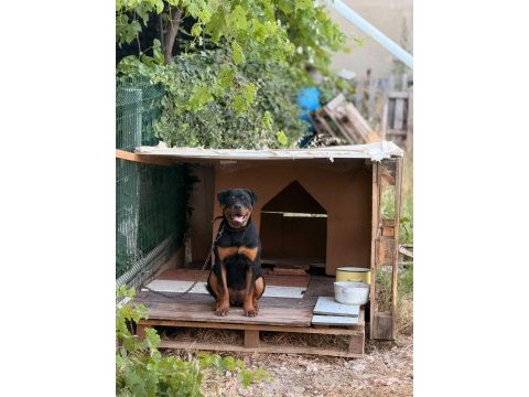 Son 1 dişir orjinal macar a scrli 4 aylık rottweiler