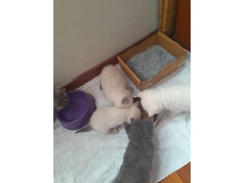 Yavru british longhair kedimiz